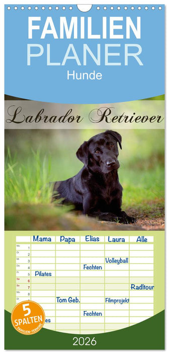 Labrador Retriever (CALVENDO Familienplaner 2026)