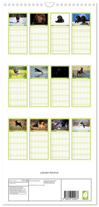 Labrador Retriever (CALVENDO Familienplaner 2026)