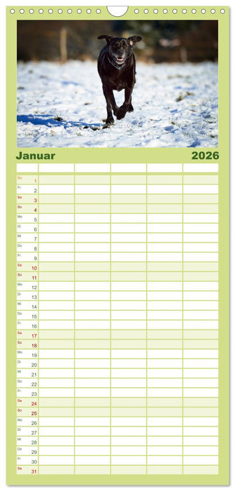 Labrador Retriever (CALVENDO Familienplaner 2026)