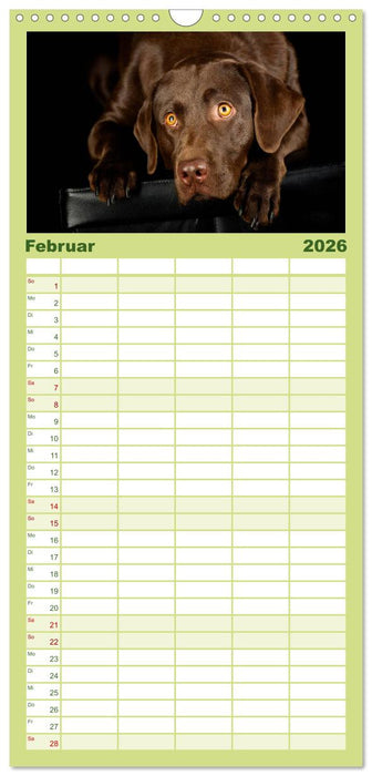 Labrador Retriever (CALVENDO Familienplaner 2026)