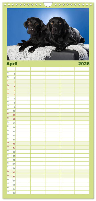 Labrador Retriever (CALVENDO Familienplaner 2026)