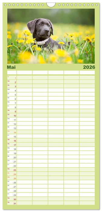 Labrador Retriever (CALVENDO Familienplaner 2026)