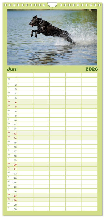 Labrador Retriever (CALVENDO Familienplaner 2026)