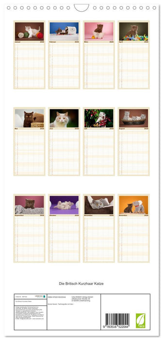 Die Britisch Kurzhaar Katze (CALVENDO Familienplaner 2026)