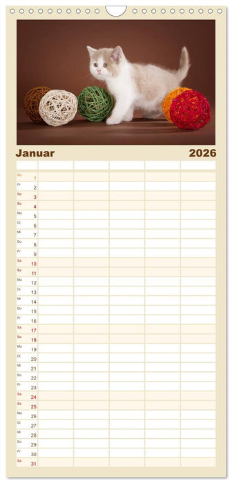 Die Britisch Kurzhaar Katze (CALVENDO Familienplaner 2026)
