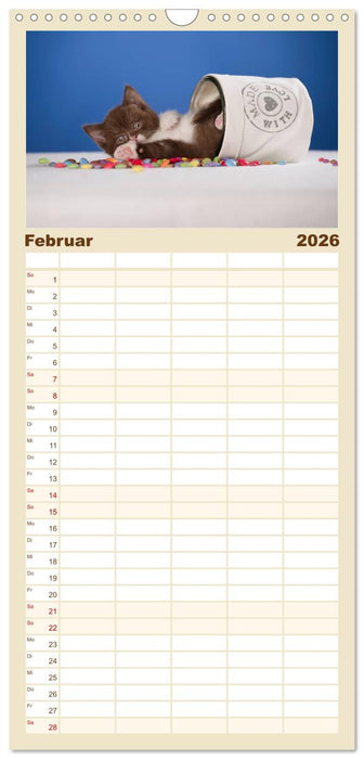 Die Britisch Kurzhaar Katze (CALVENDO Familienplaner 2026)