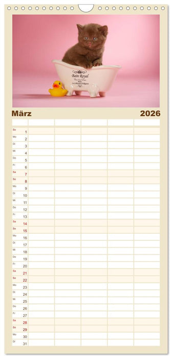 Die Britisch Kurzhaar Katze (CALVENDO Familienplaner 2026)
