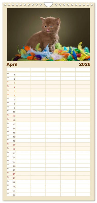 Die Britisch Kurzhaar Katze (CALVENDO Familienplaner 2026)