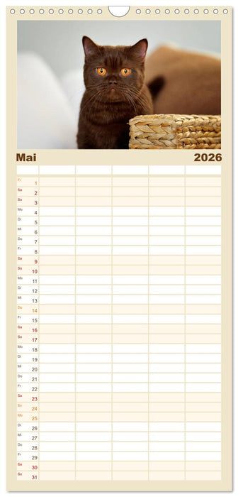 Die Britisch Kurzhaar Katze (CALVENDO Familienplaner 2026)