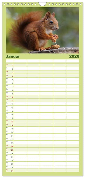 Eichhörnchen Kinder (CALVENDO Familienplaner 2026)