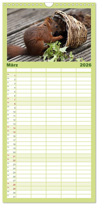 Eichhörnchen Kinder (CALVENDO Familienplaner 2026)