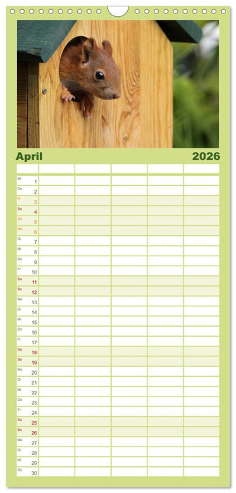 Eichhörnchen Kinder (CALVENDO Familienplaner 2026)