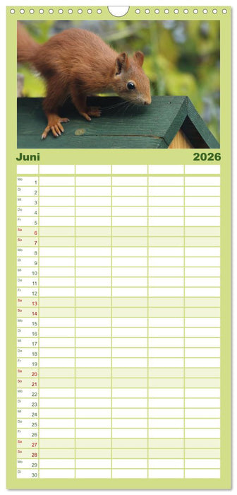 Eichhörnchen Kinder (CALVENDO Familienplaner 2026)