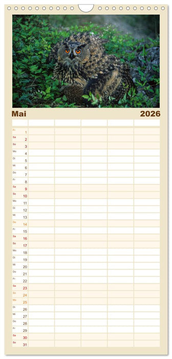 Heimische Eulen und Greife (CALVENDO Familienplaner 2026)