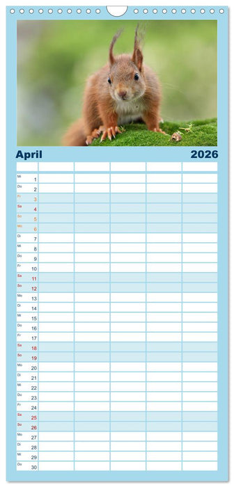 Eichhörnchen Luna und ihre Kinder (CALVENDO Familienplaner 2026)