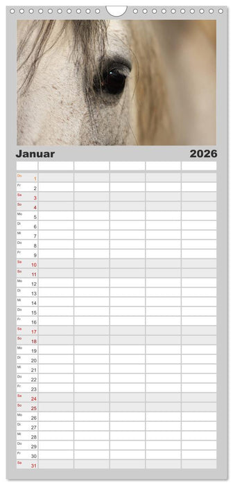 Pferde - im Galopp durch's Jahr (CALVENDO Familienplaner 2026)