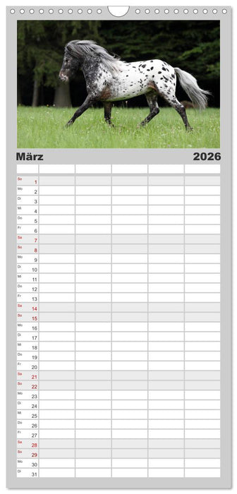 Pferde - im Galopp durch's Jahr (CALVENDO Familienplaner 2026)