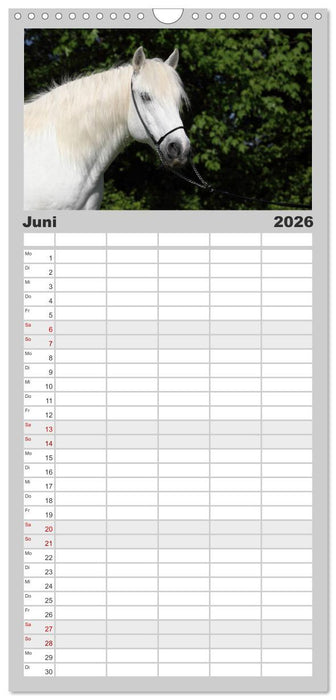 Pferde - im Galopp durch's Jahr (CALVENDO Familienplaner 2026)