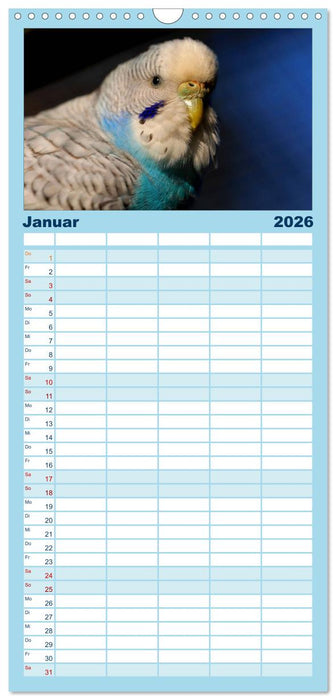 Wellensittichträume - Der neue Wellensittich-Naturkalender (CALVENDO Familienplaner 2026)