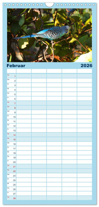 Wellensittichträume - Der neue Wellensittich-Naturkalender (CALVENDO Familienplaner 2026)