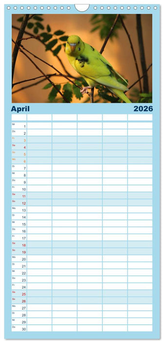 Wellensittichträume - Der neue Wellensittich-Naturkalender (CALVENDO Familienplaner 2026)