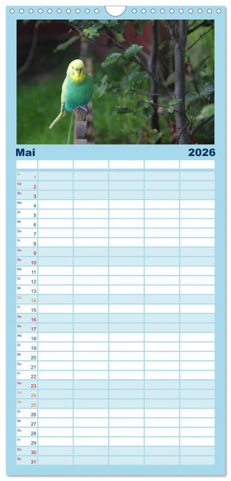 Wellensittichträume - Der neue Wellensittich-Naturkalender (CALVENDO Familienplaner 2026)