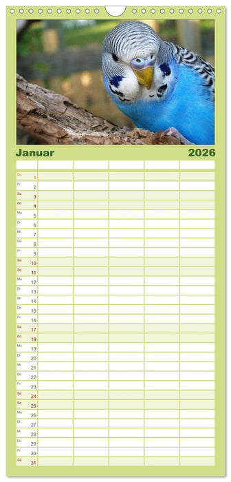 Wellensittiche (CALVENDO Familienplaner 2026)