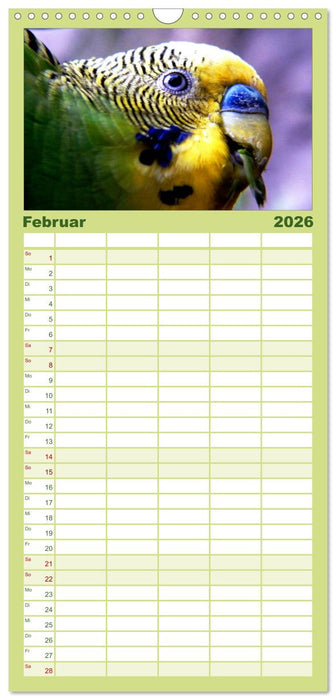 Wellensittiche (CALVENDO Familienplaner 2026)