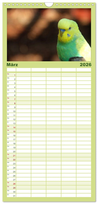 Wellensittiche (CALVENDO Familienplaner 2026)