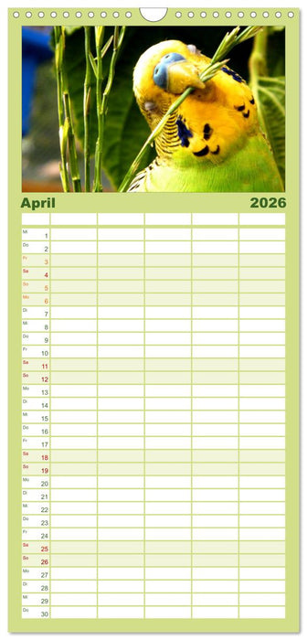 Wellensittiche (CALVENDO Familienplaner 2026)
