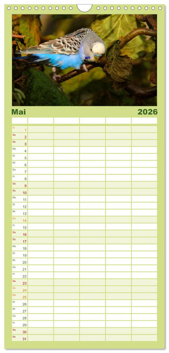 Wellensittiche (CALVENDO Familienplaner 2026)