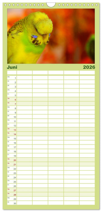 Wellensittiche (CALVENDO Familienplaner 2026)