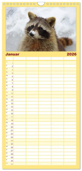 Waschbären (CALVENDO Familienplaner 2026)