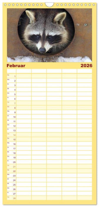 Waschbären (CALVENDO Familienplaner 2026)