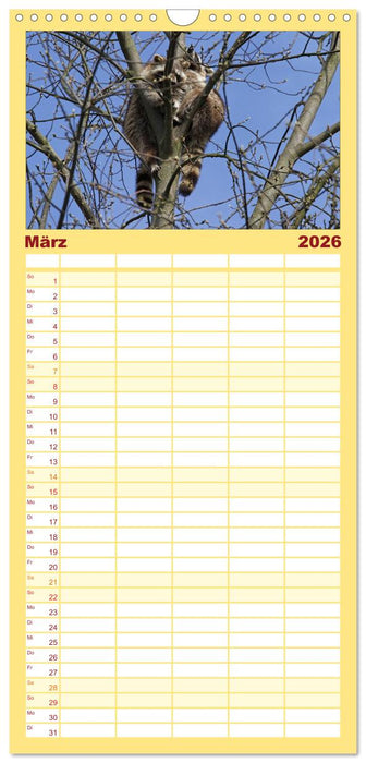 Waschbären (CALVENDO Familienplaner 2026)