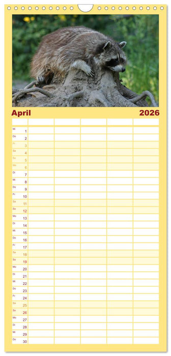 Waschbären (CALVENDO Familienplaner 2026)