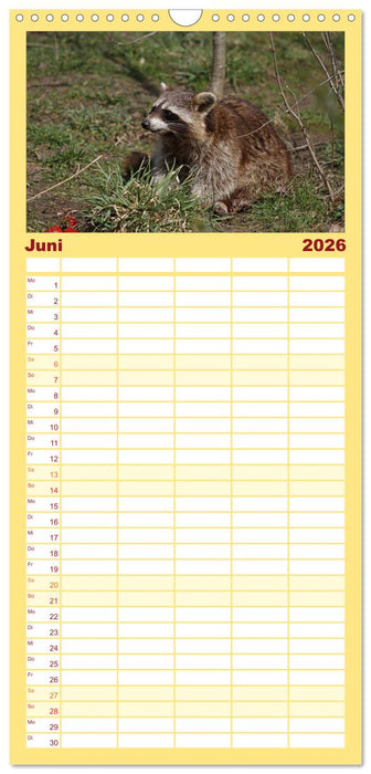 Waschbären (CALVENDO Familienplaner 2026)