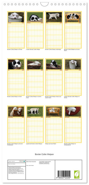 Border Collie Welpen (CALVENDO Familienplaner 2026)