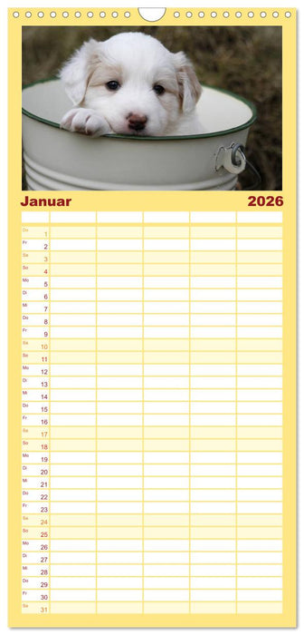 Border Collie Welpen (CALVENDO Familienplaner 2026)