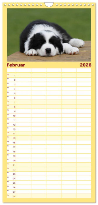 Border Collie Welpen (CALVENDO Familienplaner 2026)
