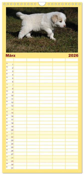 Border Collie Welpen (CALVENDO Familienplaner 2026)