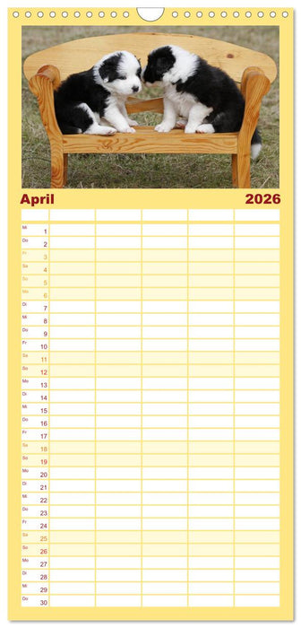 Border Collie Welpen (CALVENDO Familienplaner 2026)