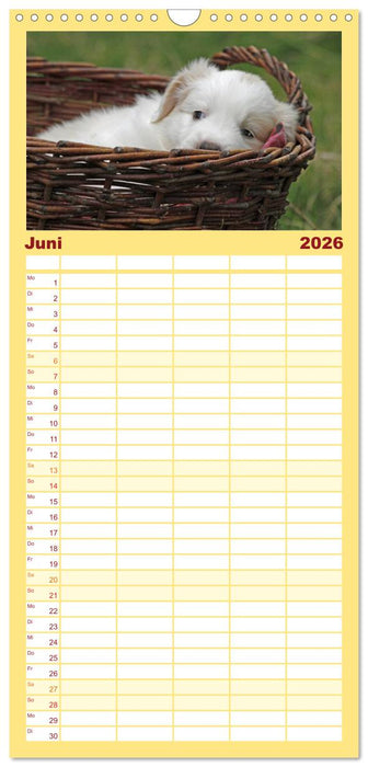 Border Collie Welpen (CALVENDO Familienplaner 2026)