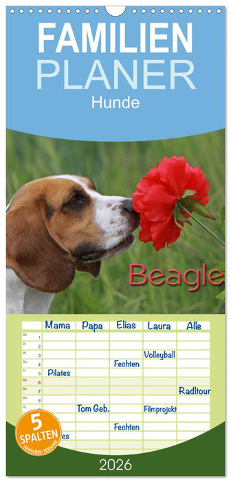 Beagle (CALVENDO Familienplaner 2026)