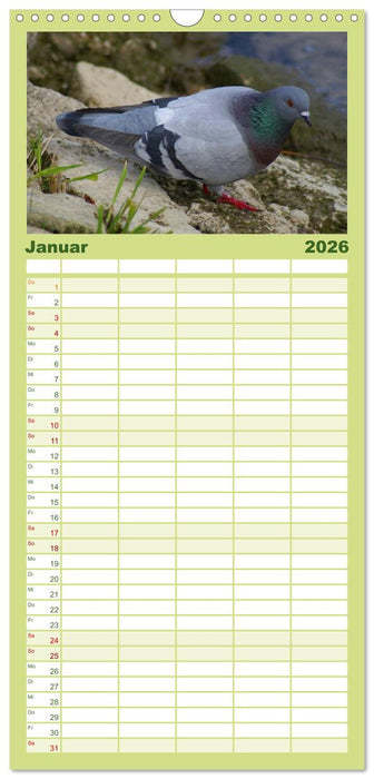 Tauben in der Stadt (CALVENDO Familienplaner 2026)