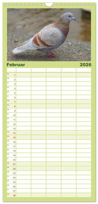 Tauben in der Stadt (CALVENDO Familienplaner 2026)