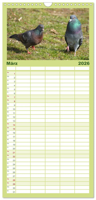 Tauben in der Stadt (CALVENDO Familienplaner 2026)