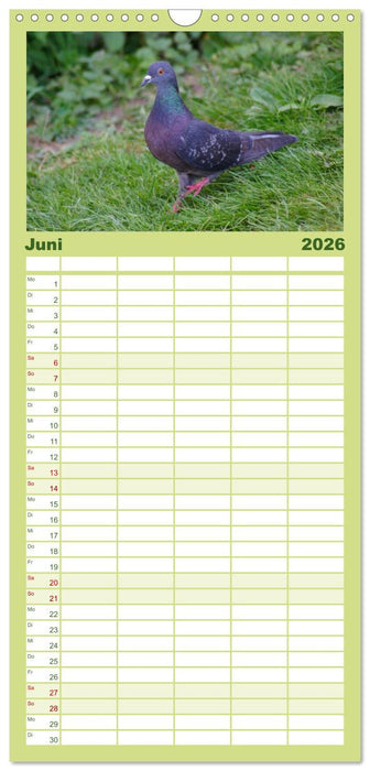 Tauben in der Stadt (CALVENDO Familienplaner 2026)