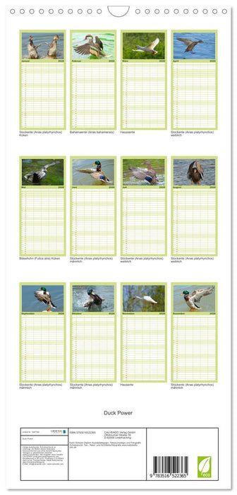 Duck Power (CALVENDO Familienplaner 2026)