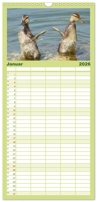 Duck Power (CALVENDO Familienplaner 2026)